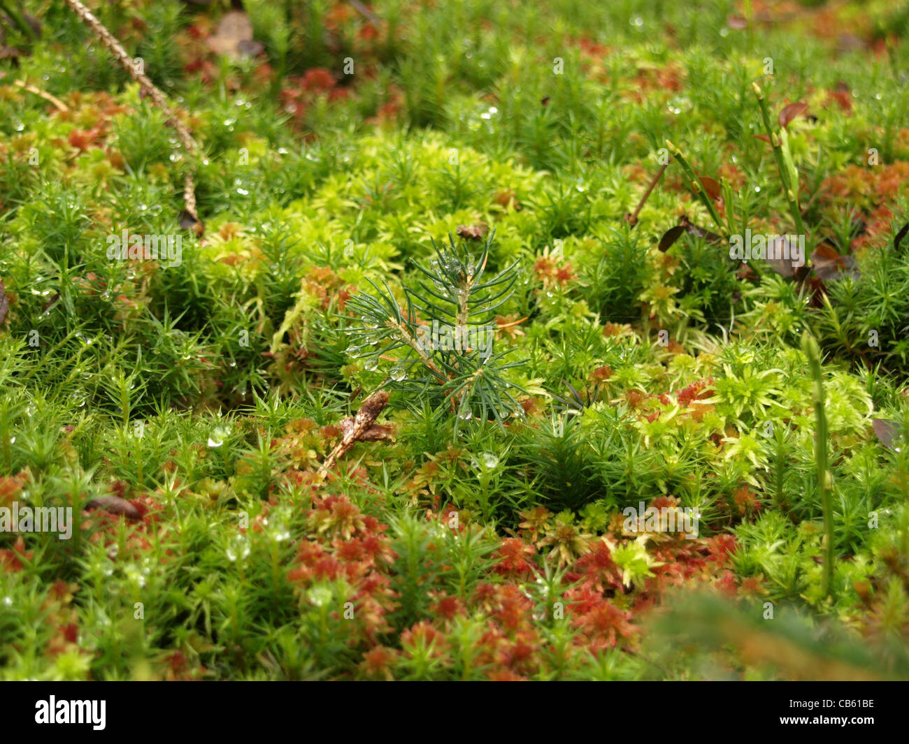young fir with haircap moss / Polytrichum formosum, peat moss / Sphagnum / junge Tanne,  Frauenhaarmoos, Torfmoos Stock Photo