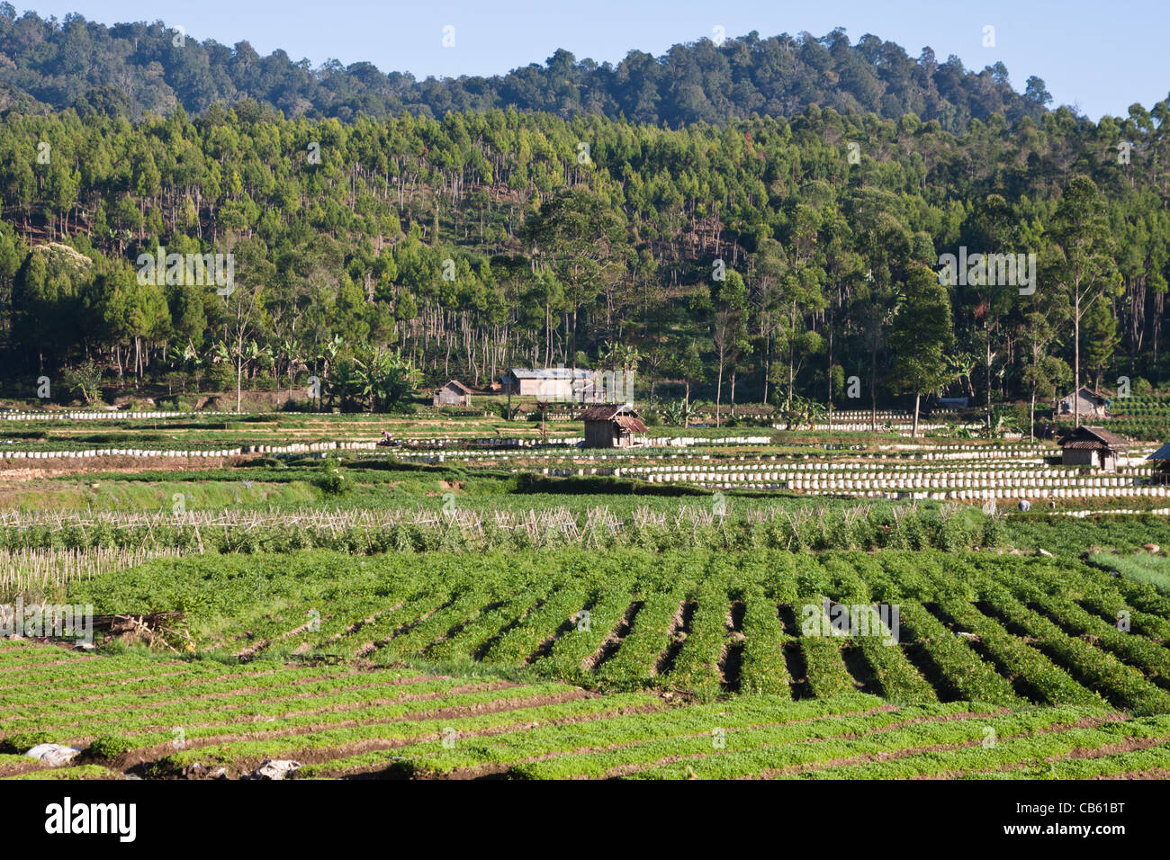 Landscape of a strawberry farming area on the island of Java in ...