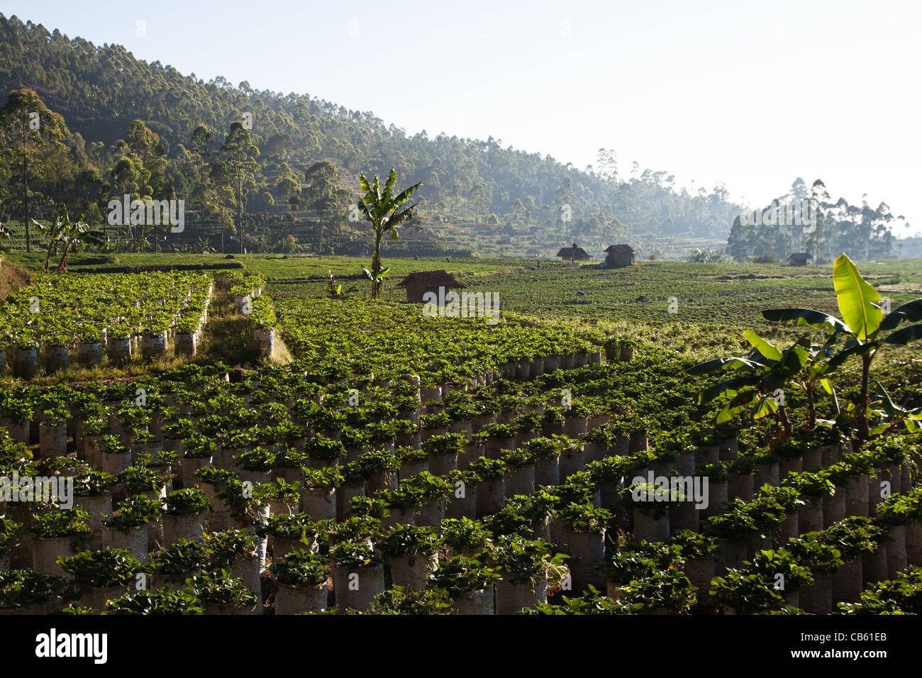 Java Indonesia Farm Java island agriculture hi-res stock photography and images - Alamy