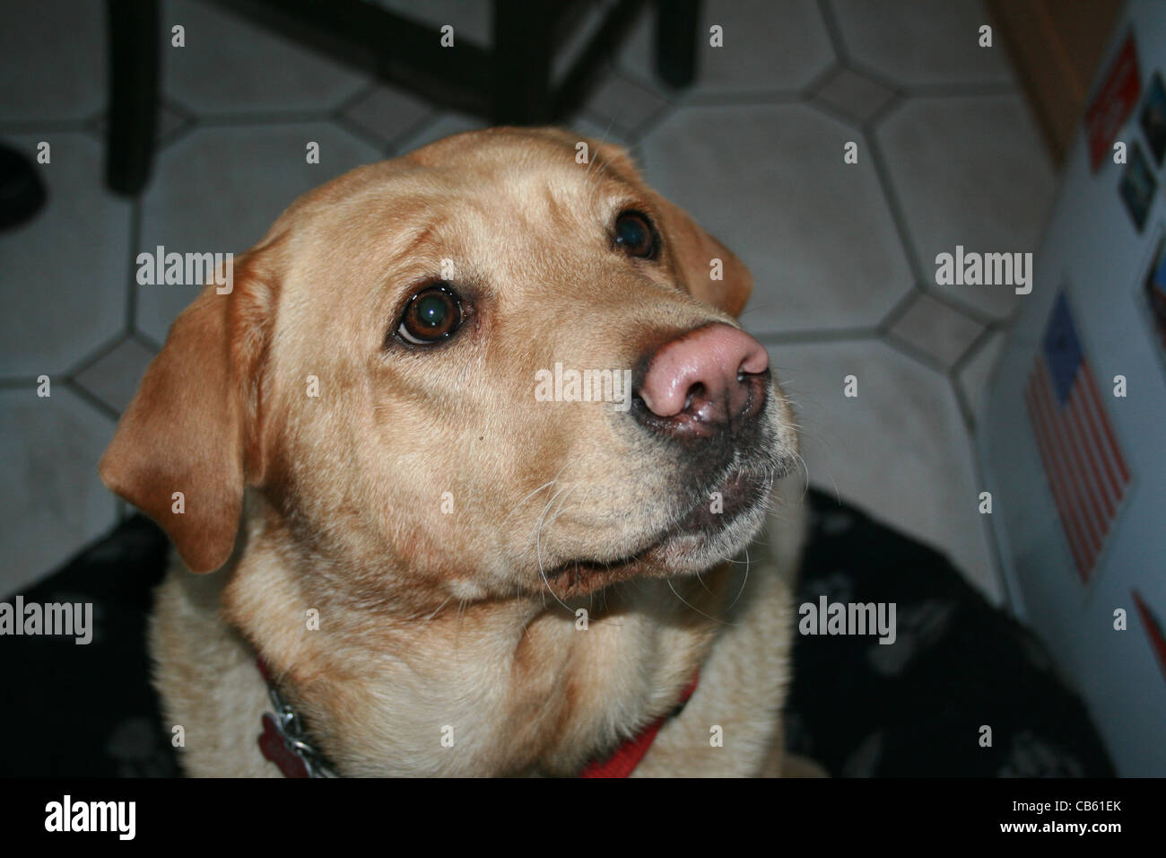 Yellow lab with blue eyes and pink best sale nose