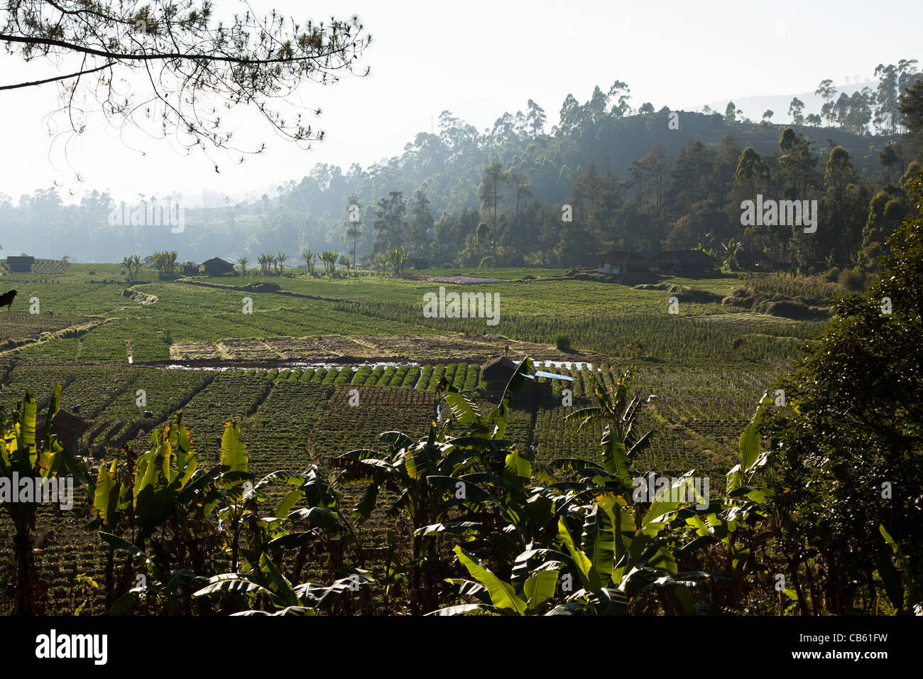 Java Indonesia Farm Landscape of a strawberry farming area on the island of Java in ...
