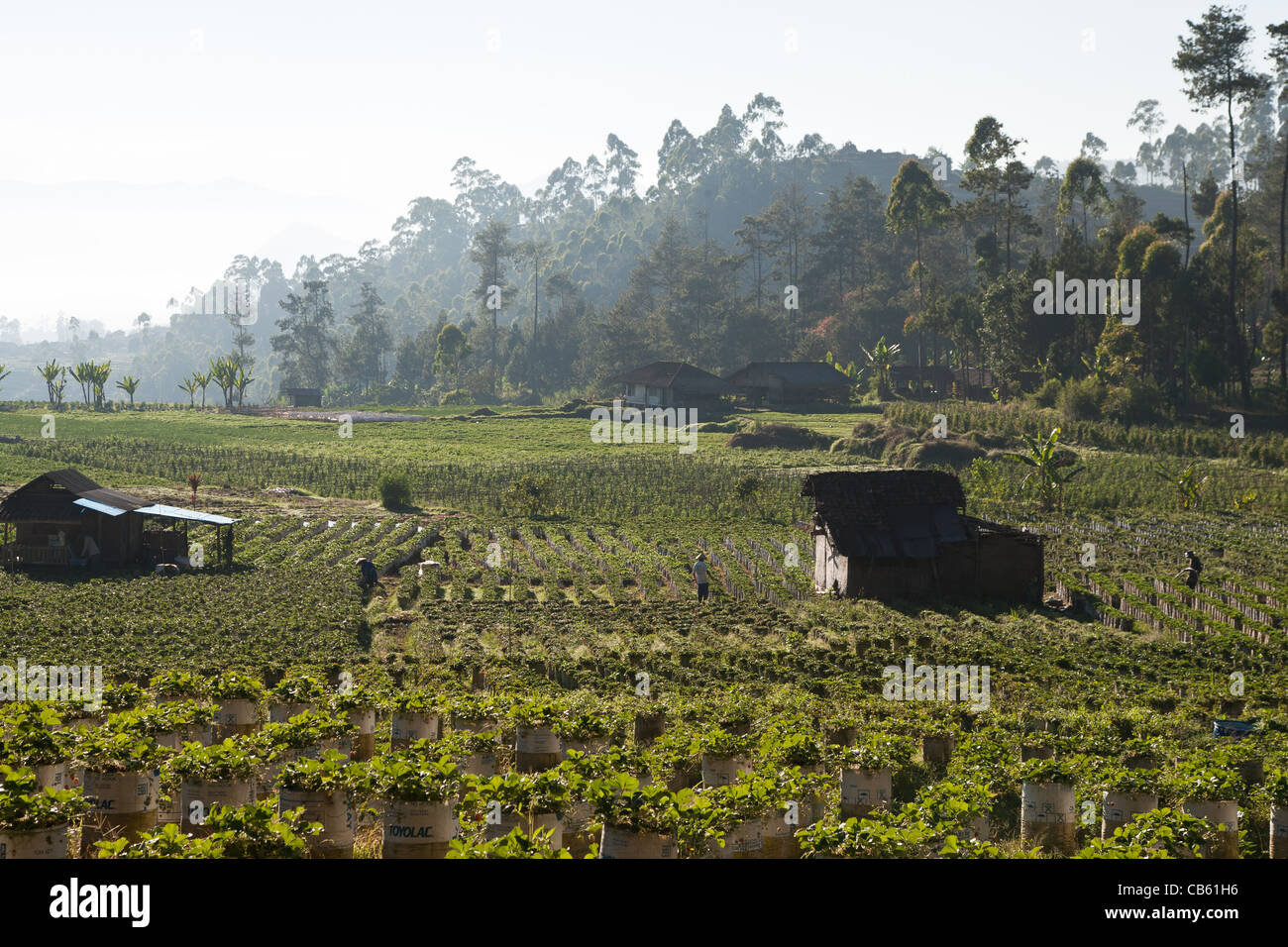 Landscape of a strawberry farming area on the island of Java in ...