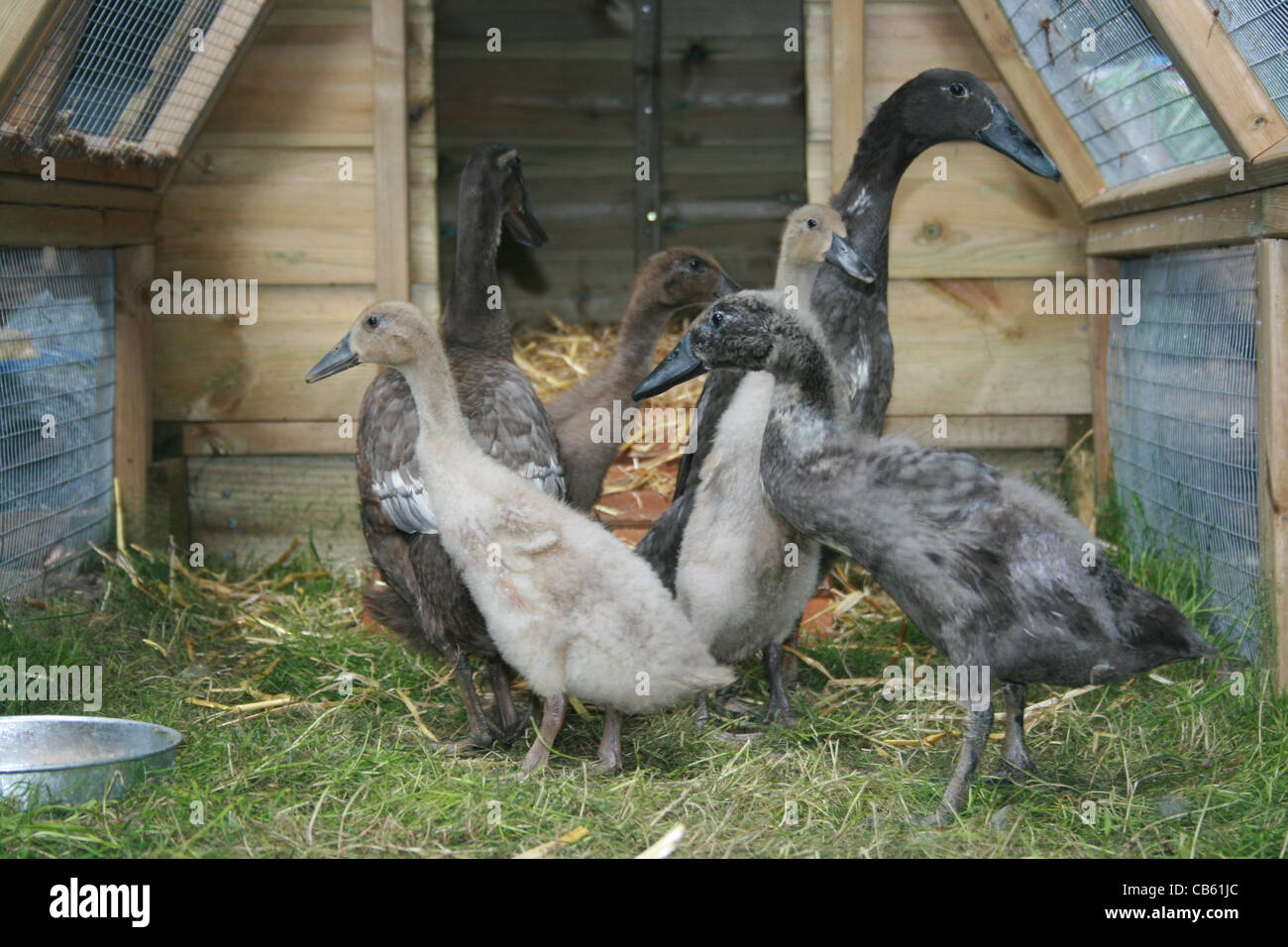 Indian runner ducks and in their new pen and house Stock Photo Alamy