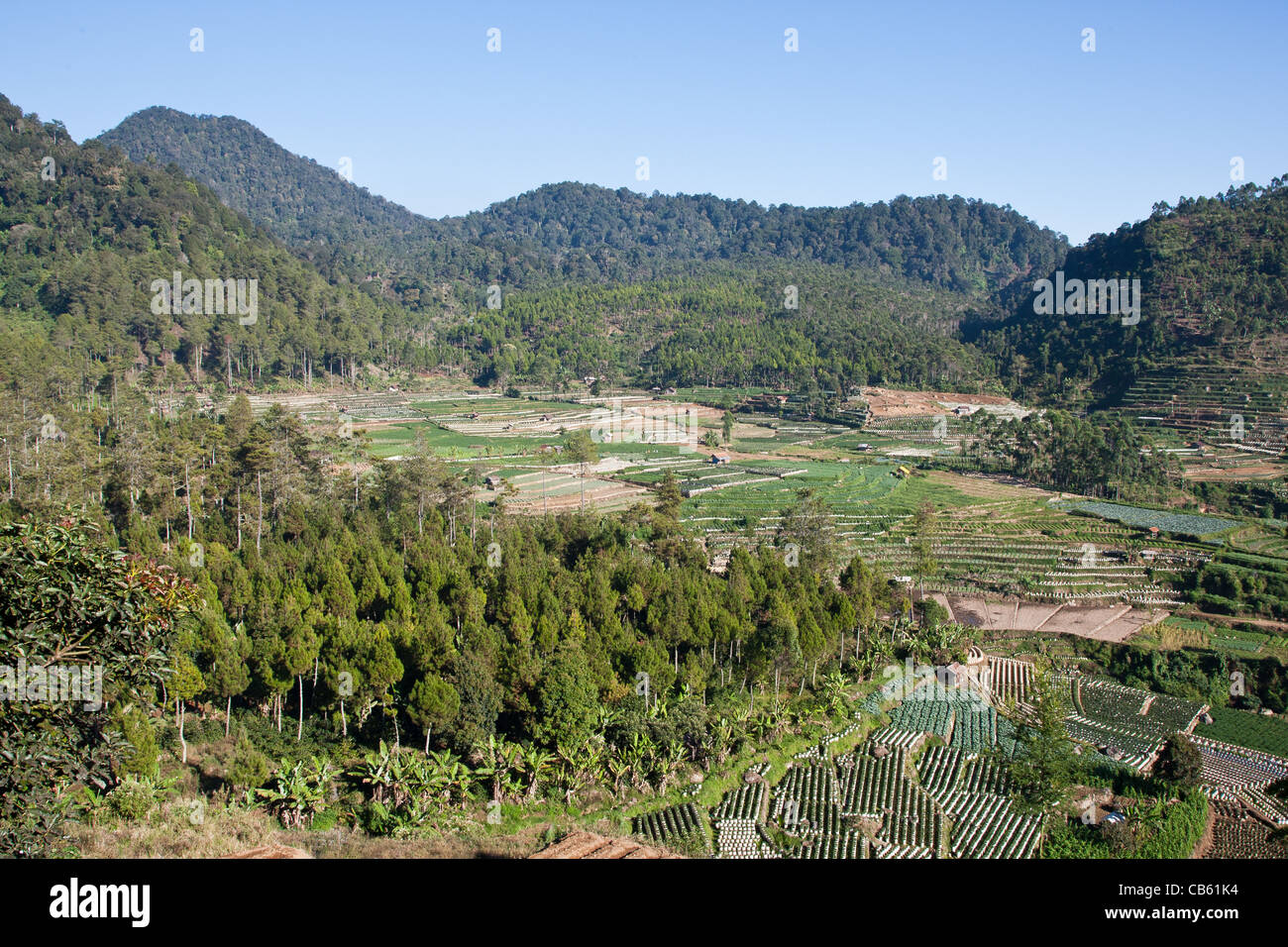 Landscape of a strawberry farming area on the island of Java in ...