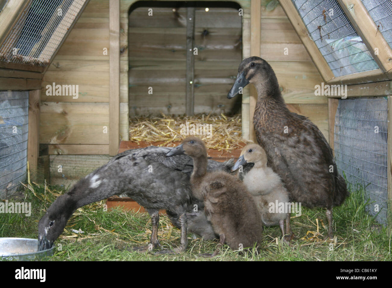 Indian Runner Ducks and in their new run and house Stock Photo Alamy