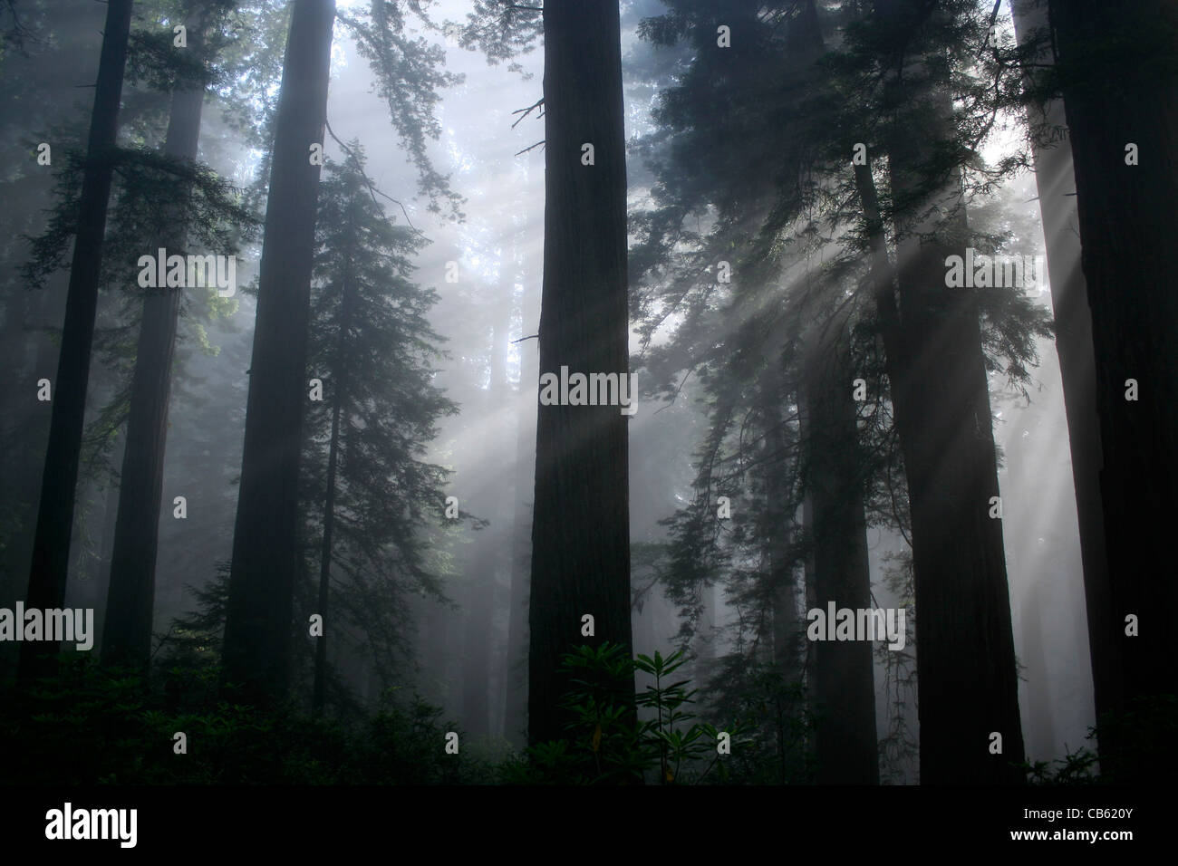 Sun rays in the forest hi-res stock photography and images - Alamy
