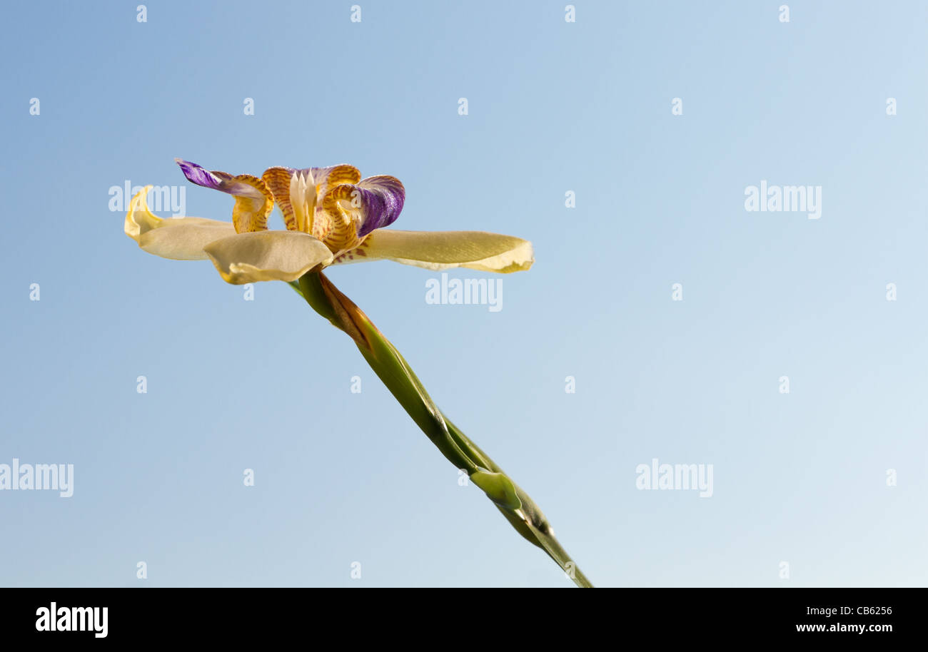 rar iris or orchid flower which only blooms for one day against a blue