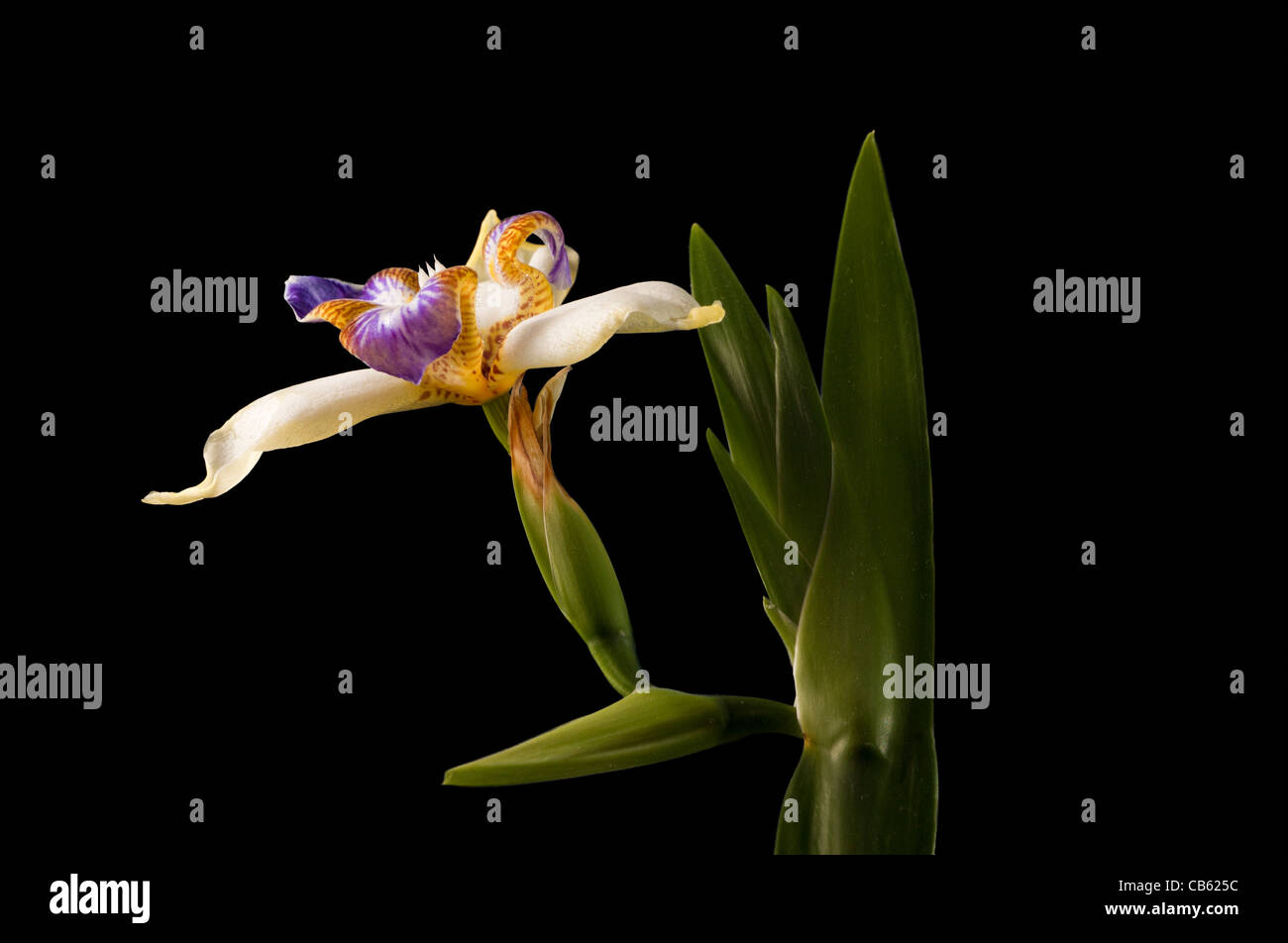rar iris or orchid flower with stem which only blooms for one day