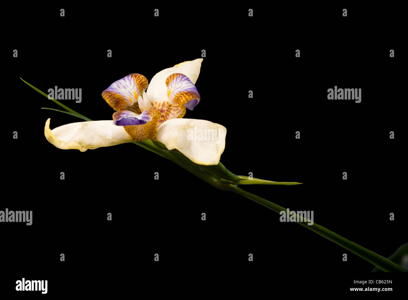 rar iris or orchid flower with stem which only blooms for one day