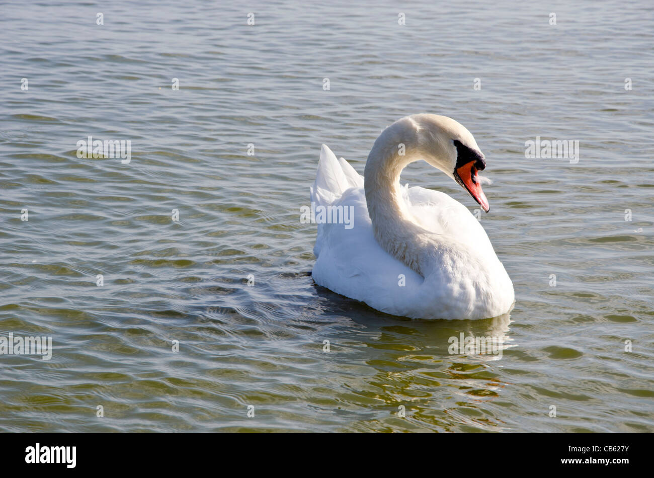 Swan floating on water. Free bird closeup. Wild lake view. Stock Photo