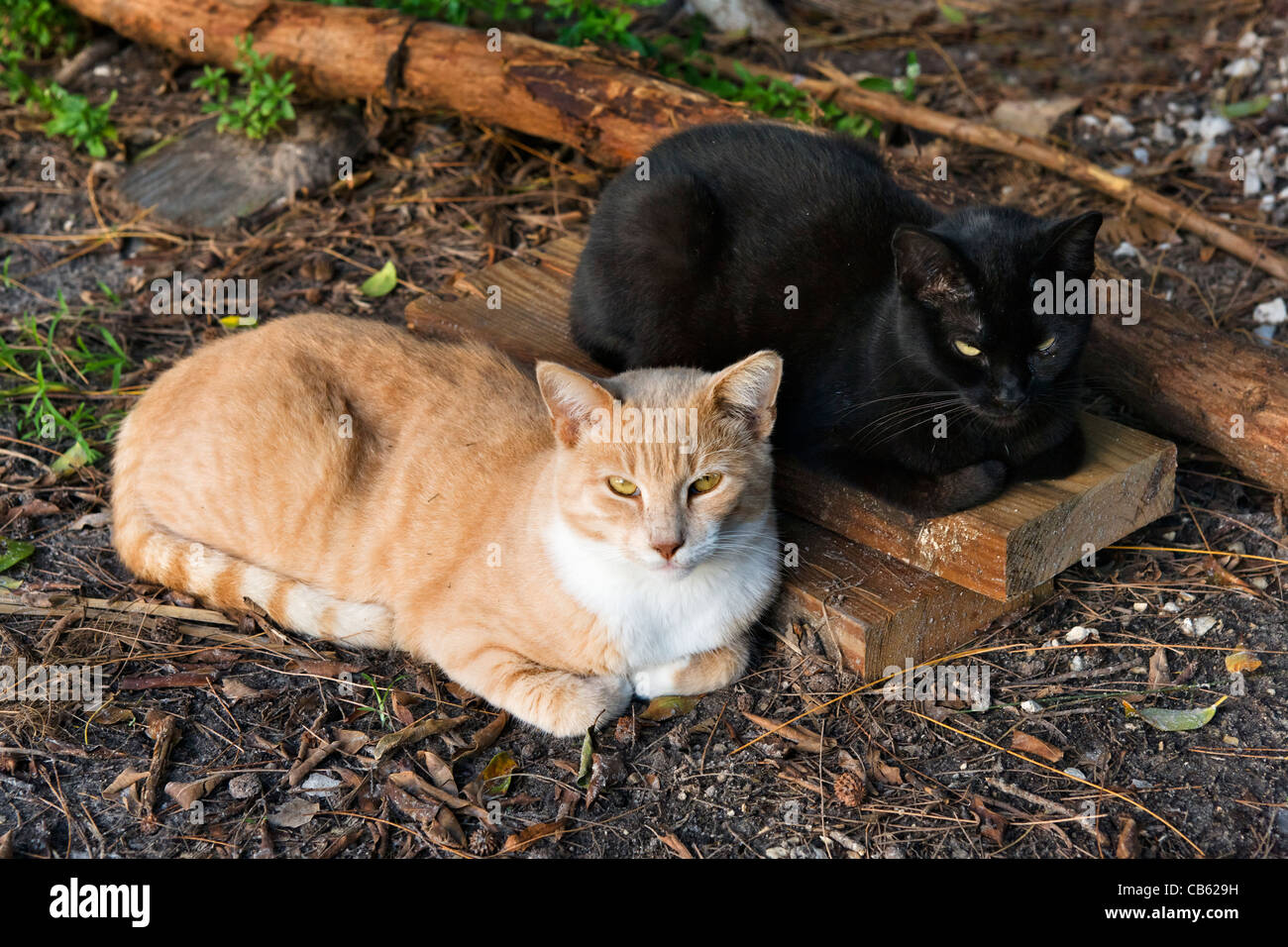 32,327 Two Black Cat Images, Stock Photos, 3D objects, & Vectors