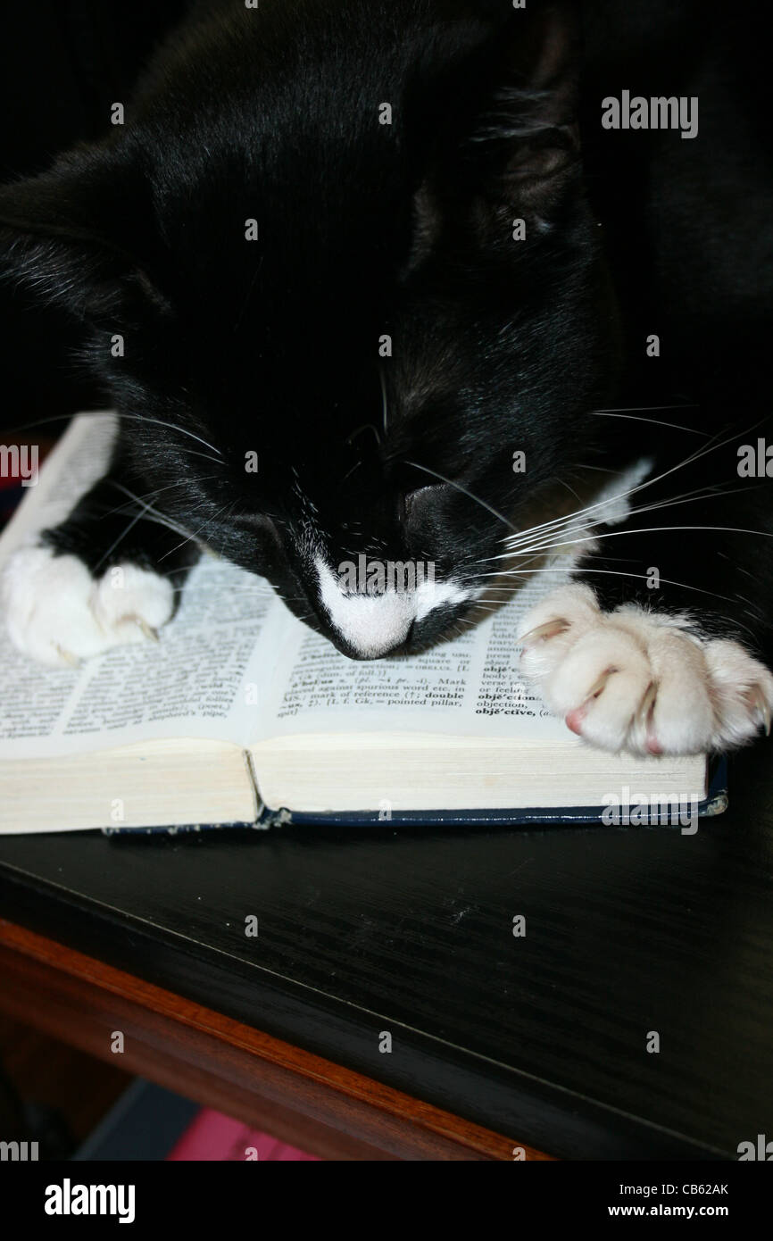 Claws big cat hi-res stock photography and images - Alamy