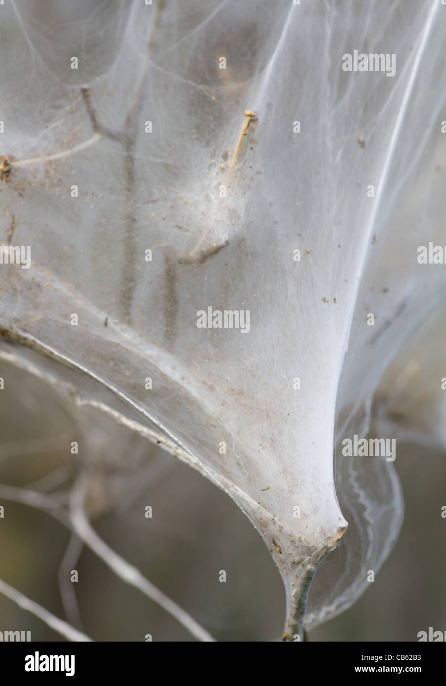 Web spun by caterpillars hi-res stock photography and images - Alamy