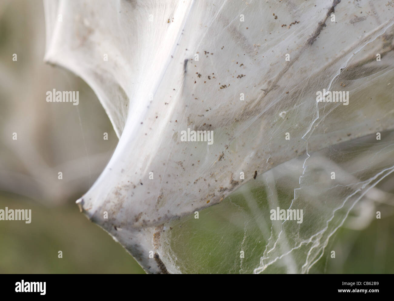 Attack by caterpillars hi-res stock photography and images - Alamy