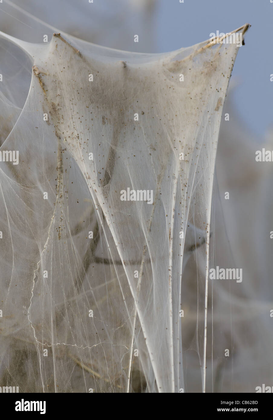 Web spun by caterpillars hi-res stock photography and images - Alamy