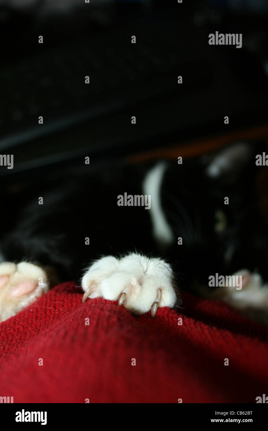 Big feet hires stock photography and images Alamy