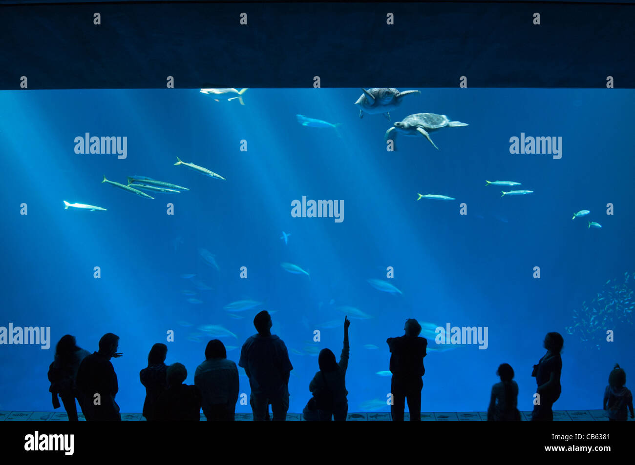 The magnificent Open Sea Exhibit at the Monterey Bay Aquarium. Stock Photo