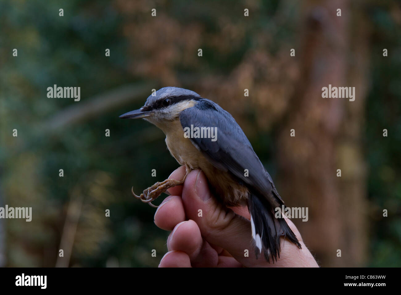 A Nuthatch (Sitta europea) is held by a volunteer ringer, prior to being released after ringing Stock Photo