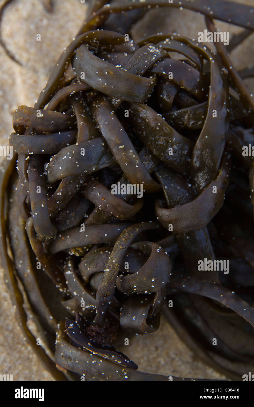 Tangled seaweed looking like a carefully plaited Celtic Knot lies on the beach Stock Photo