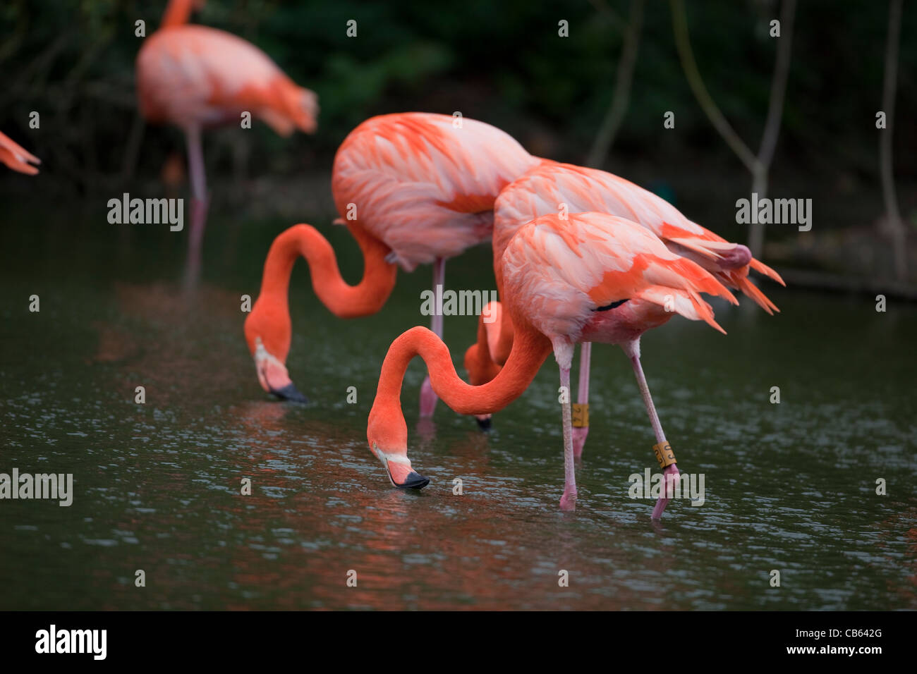 Caribbean, Rosy, American or Greater Flamingos (Phoenicopterus ruber ruber). Filter feeding from water surface. Stock Photo