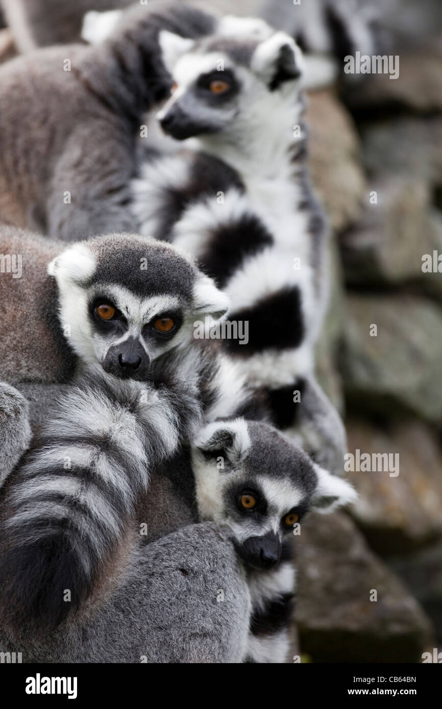 Ring-tailed Lemurs (Lemur catta). Whipsnade Zoo, Bedfordshire, England. Native to Madagascar. Stock Photo