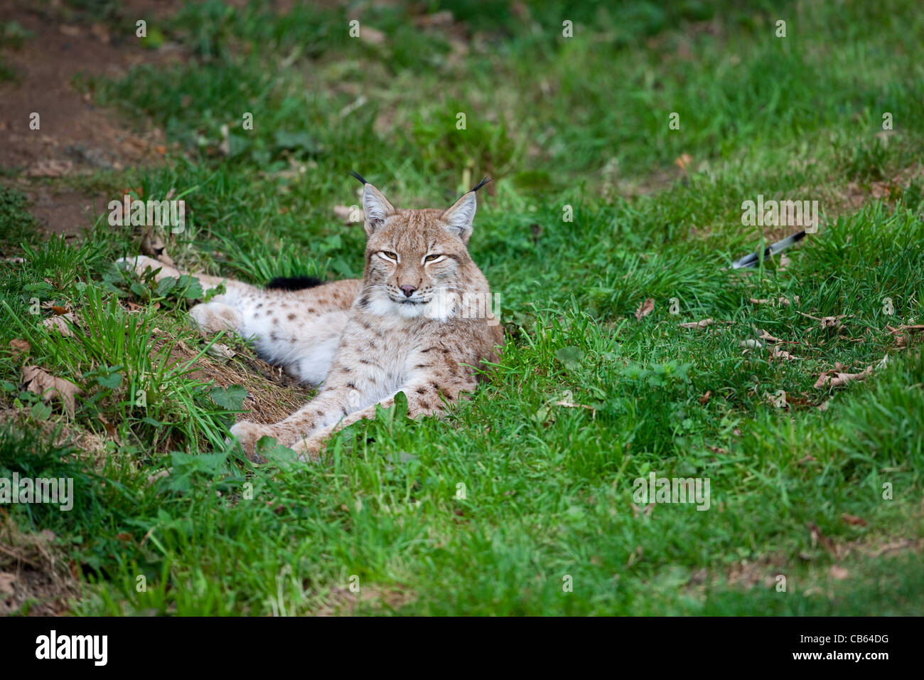 European Lynx (Lynx lynx). Whipsnade Zoo. Stock Photo
