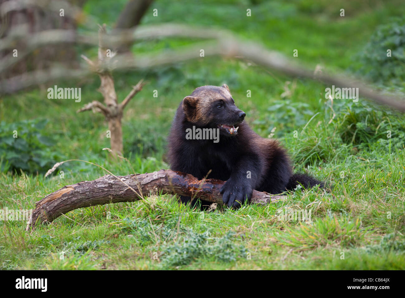 Wolverine (Gulo gulo). Largest of weasel family. Whipsnade Zoo. Stock Photo