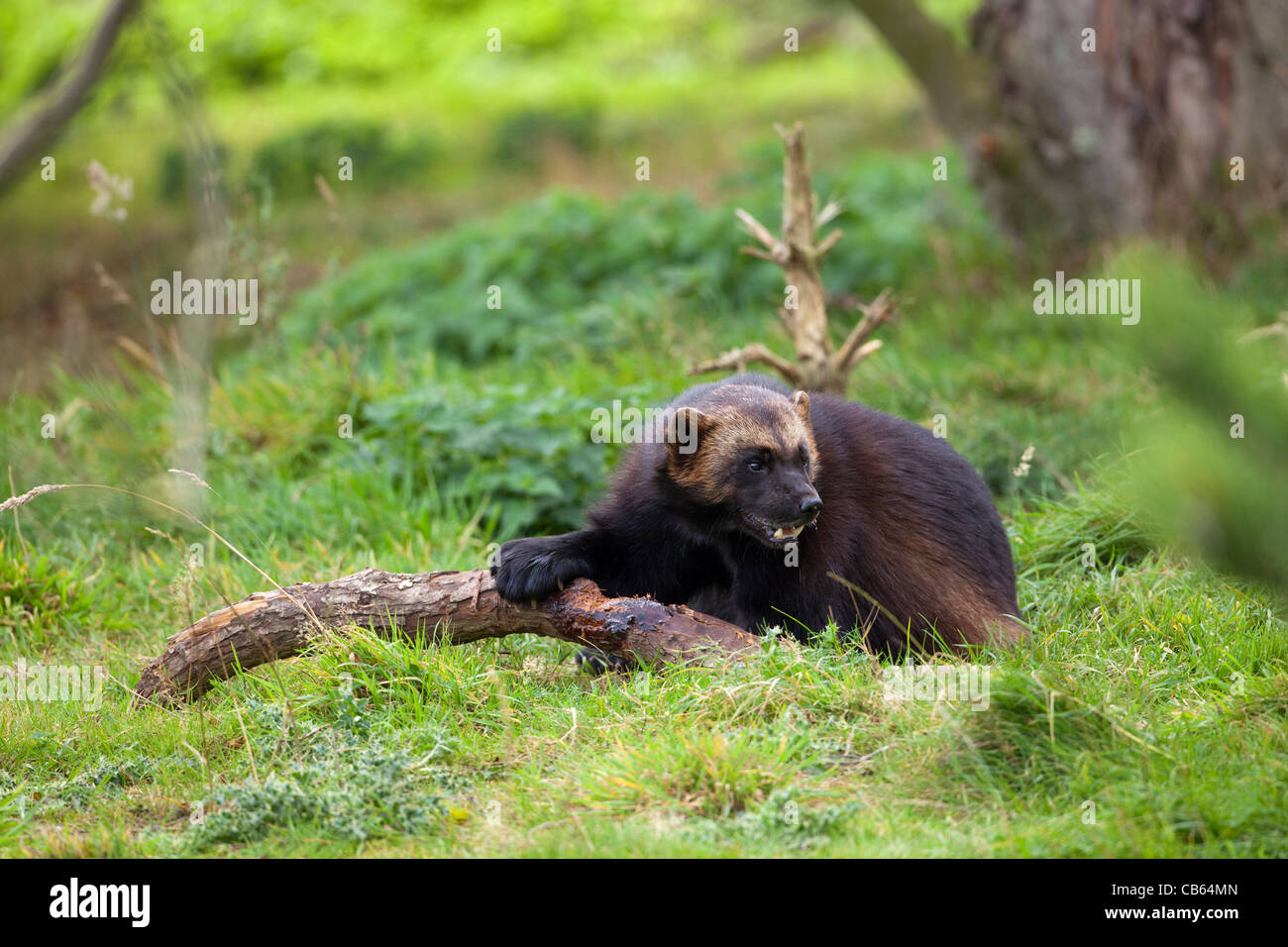 Wolverine (Gulo gulo). Largest of weasel family. Stock Photo