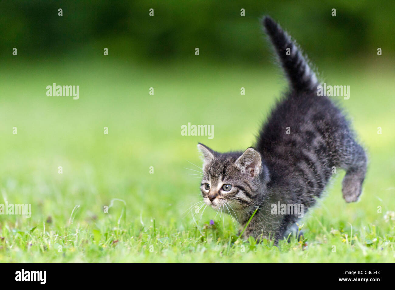 Kitten, running across garden lawn, Lower Saxony, Germany Stock Photo