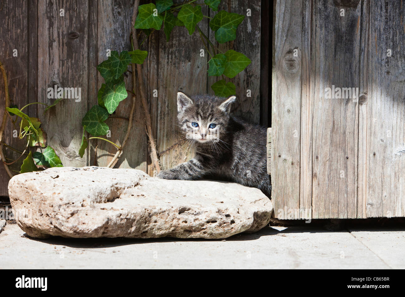Kitten, looking out of garden shed door, Lower Saxony, Germany Stock Photo