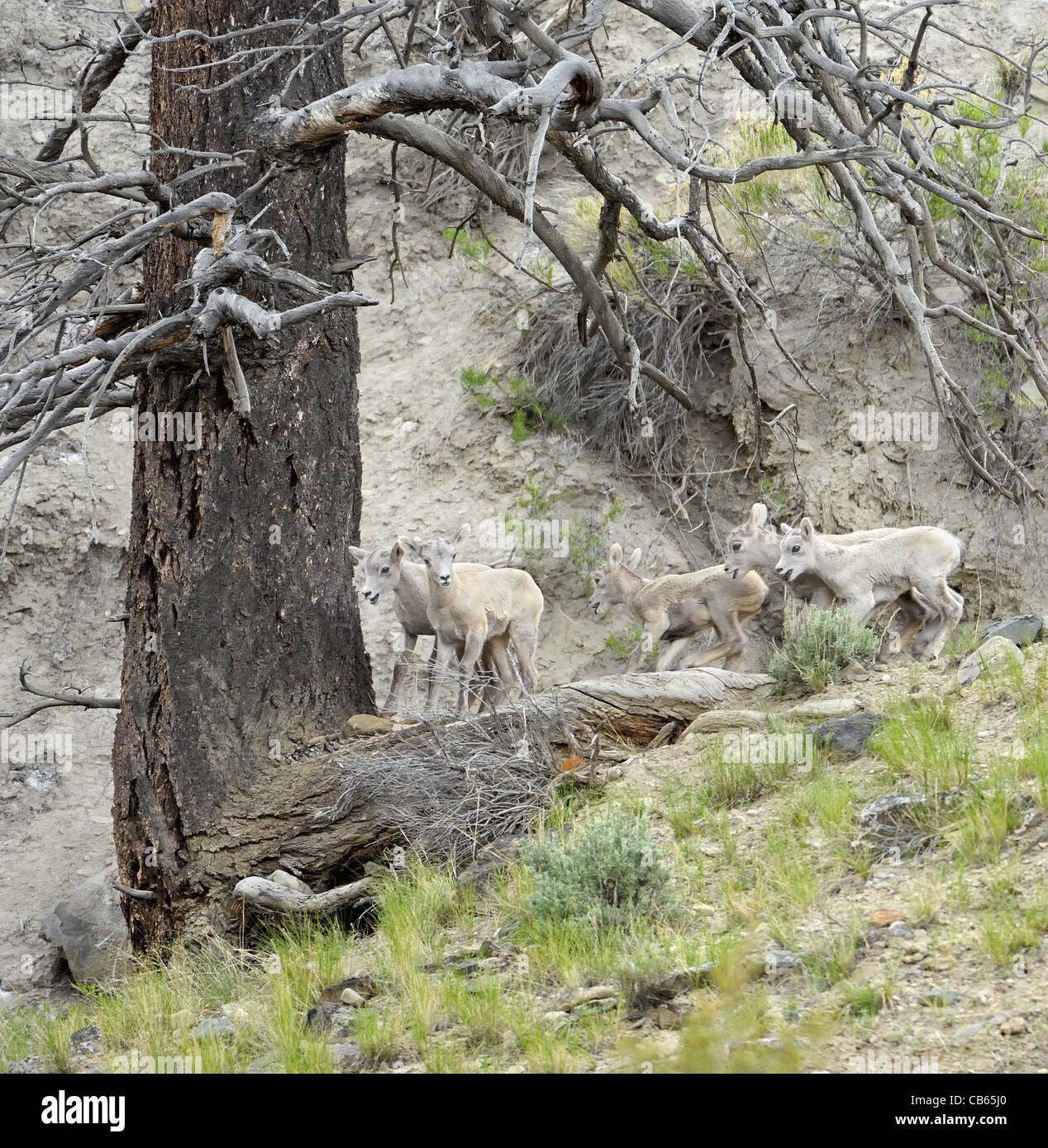 Bighorn Sheep lambs at play in the Rocky Mountains Stock Photo - Alamy