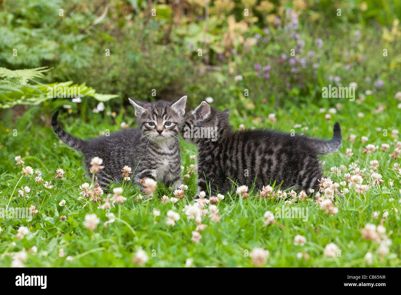 Kittens, two walking across garden lawn, Lower Saxony, Germany Stock Photo