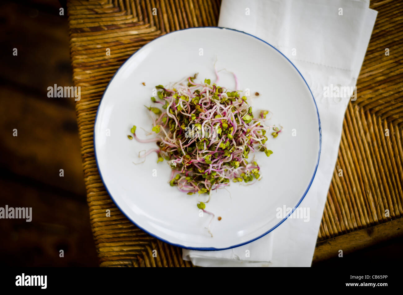 Simple salad made of China Rose Radish sprouting seeds, dressed with soy sauce and rice vinegar. Stock Photo