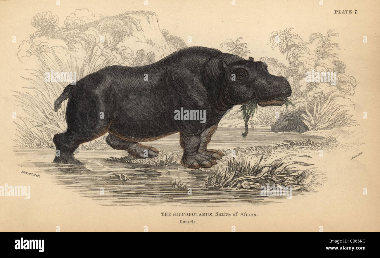 Hippopotamus, Hippopotamus amphibius, vulnerable. Stock Photo