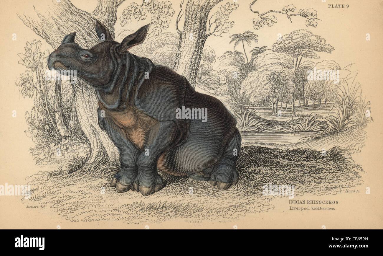 Indian rhinoceros, Rhinoceros unicornis (R. indicus) in Liverpool Zoo Gardens. Stock Photo