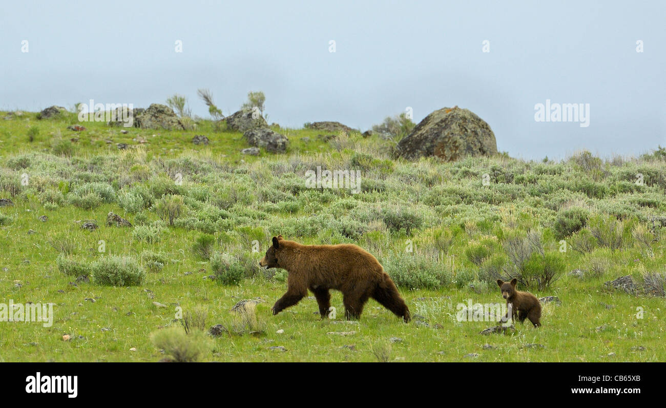 Cinnamon-colored Black Bear Mother with her cub. Stock Photo