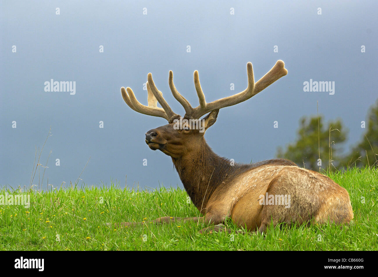 Bull Elk Portrait in Approaching Spring-time Storm Stock Photo