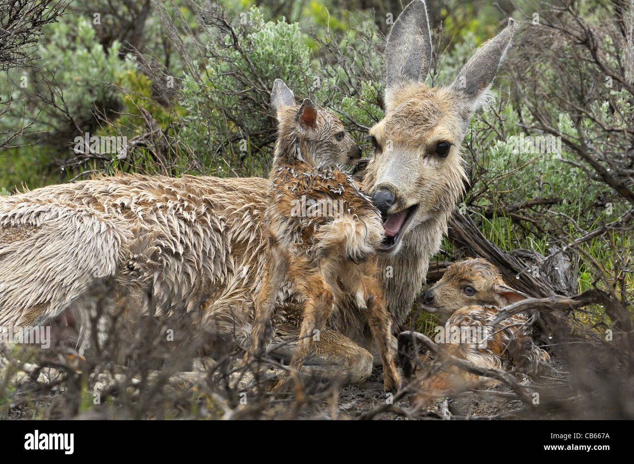 Affectionate Mother Deer Stock Photo