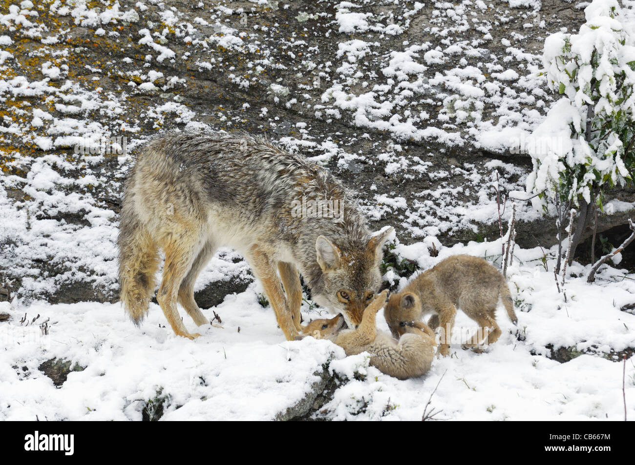Baby coyote mother hires stock photography and images Alamy