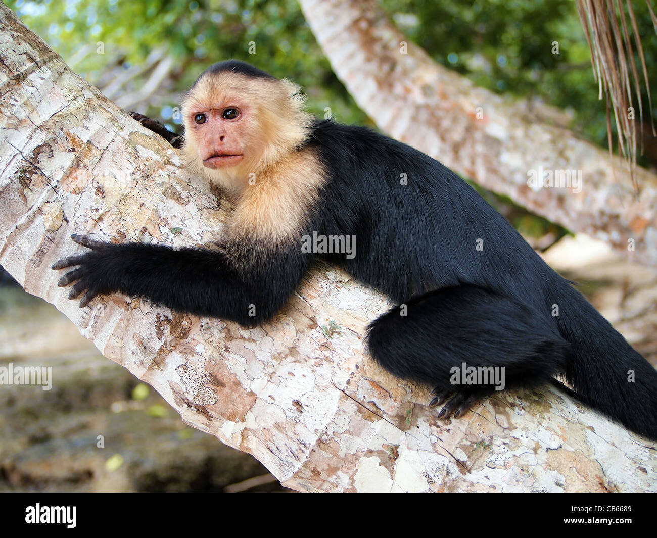 White-faced capuchin monkey on coconut tree, national park of Cahuita, Caribbean, Costa Rica Stock Photo