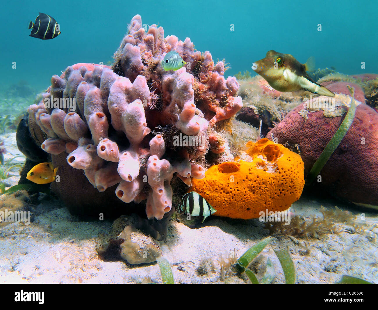 Underwater marine life, colorful sea sponges and tropical fish in the
