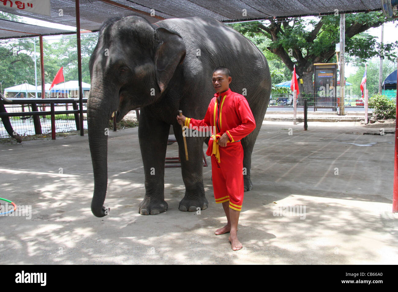 Elephant and his mahout at Ayutthaya Elephant Palace and Royal Kraal in Thailand Stock Photo