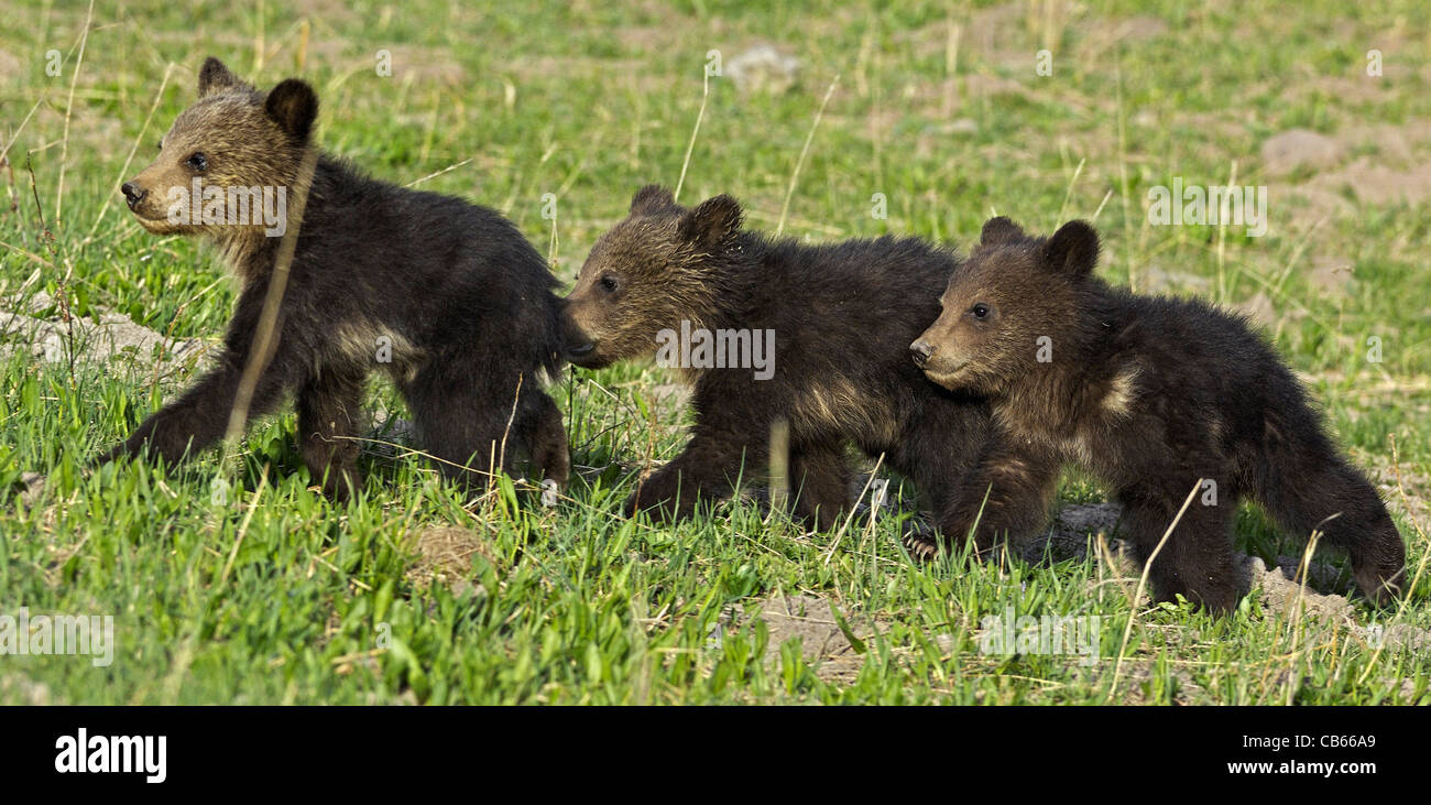 The Three Little Bears Stock Photo