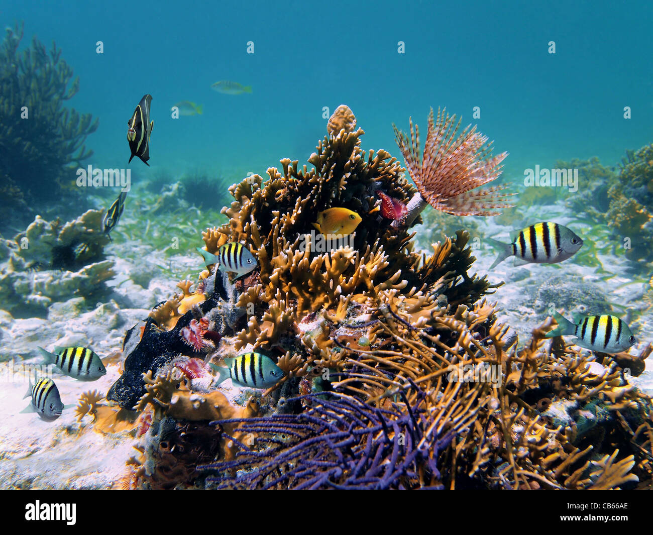 Sea life underwater with coral, marine worm and tropical fish in the Caribbean sea, mexico Stock Photo