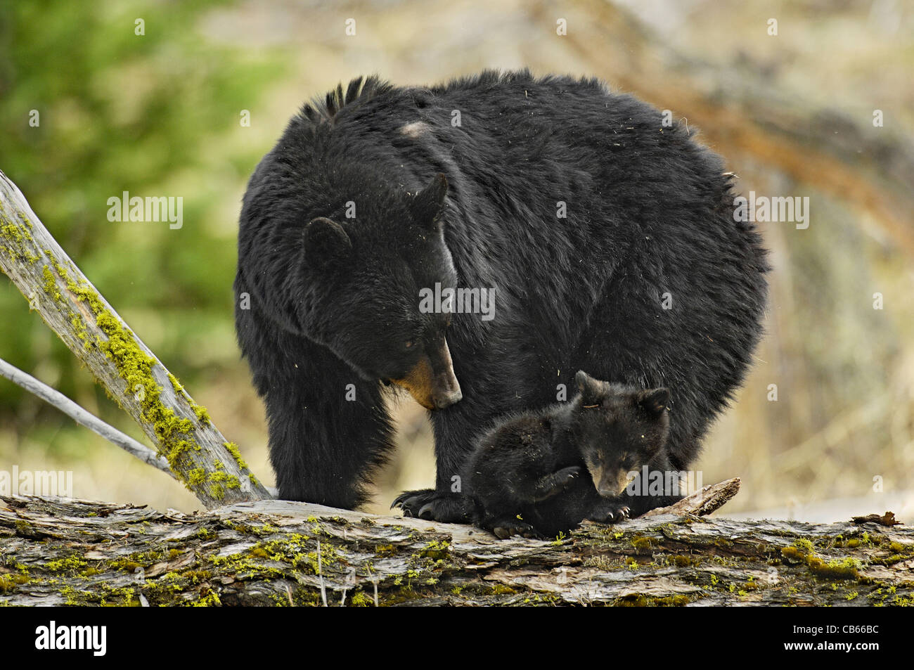 Protective Mother Bear Keeping an Eye on Cub Stock Photo Alamy