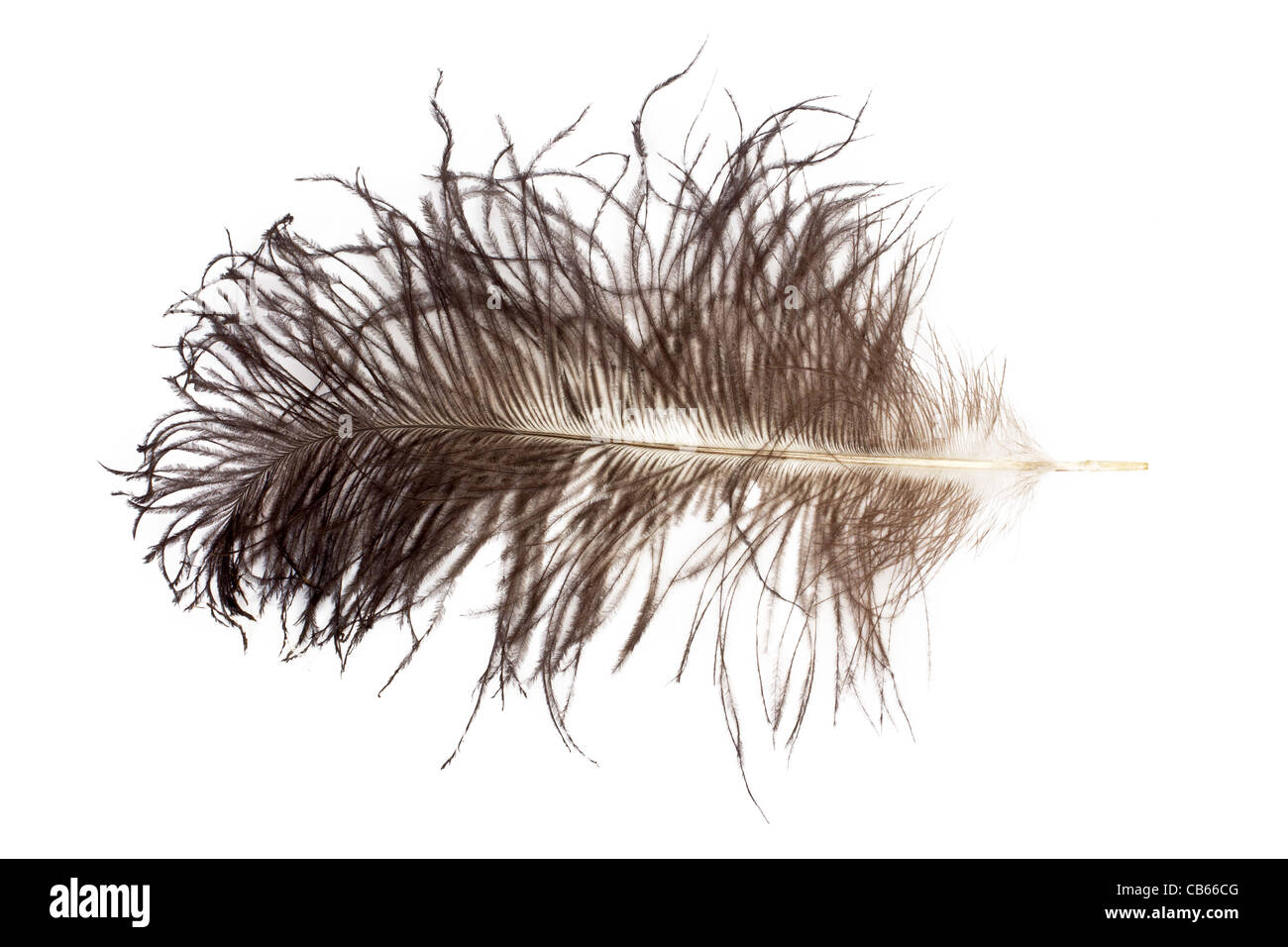 Ostrich feather on white background Stock Photo - Alamy