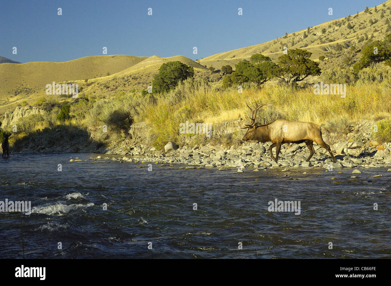 Bull elk crossing the Gardiner River in Yellowstone National Park. Stock Photo