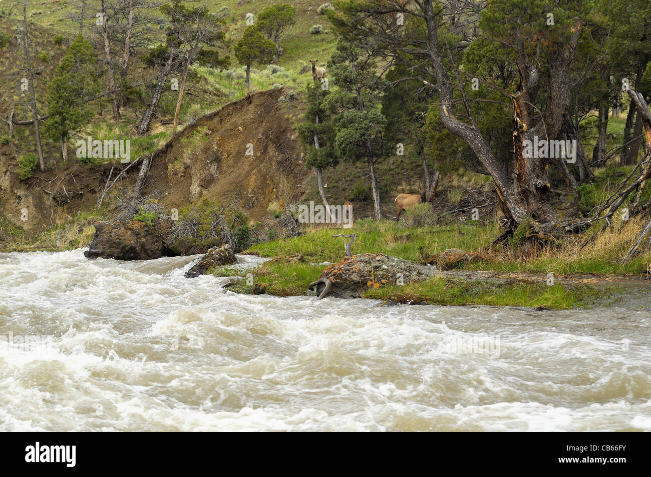 Elk along a wild and scenic mountain stream. Stock Photo
