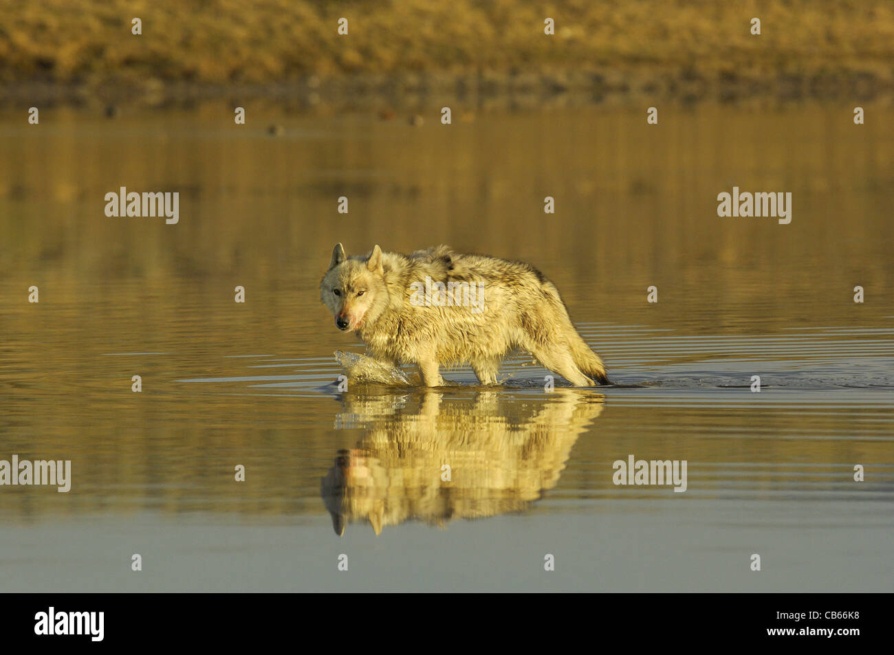 Wolf in the River Stock Photo