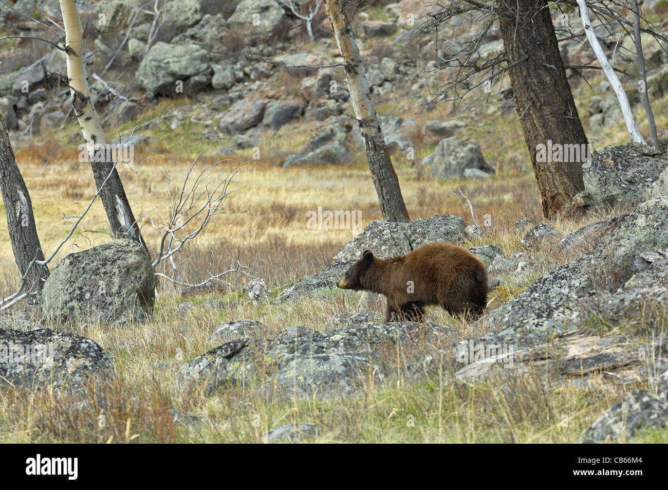 Cinnamon-colored Black Bear in rocky mountain landscape. Stock Photo